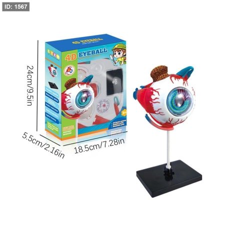 4D EYEBALL