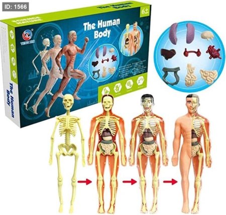 The human body