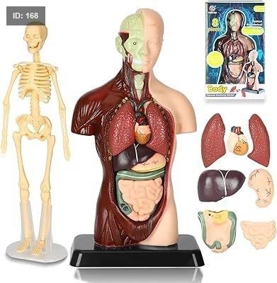 Human Body Model